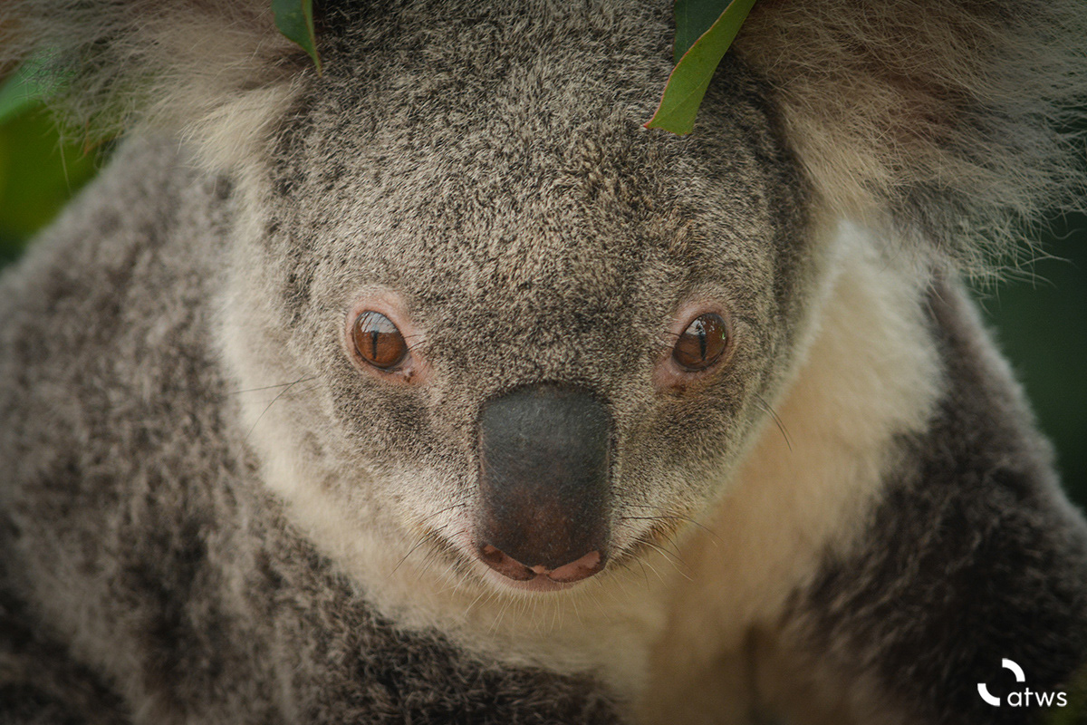 Retrato de Koala