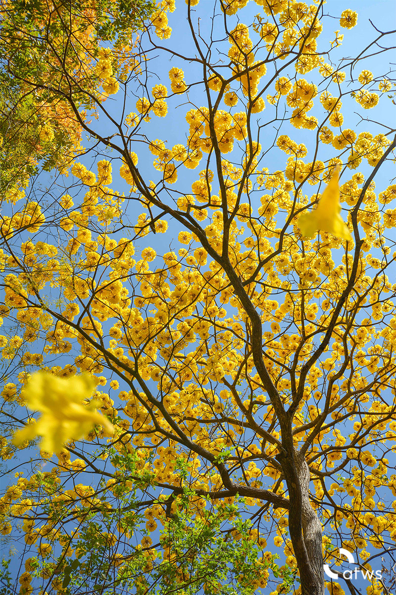 Lluvia de flores amarillas