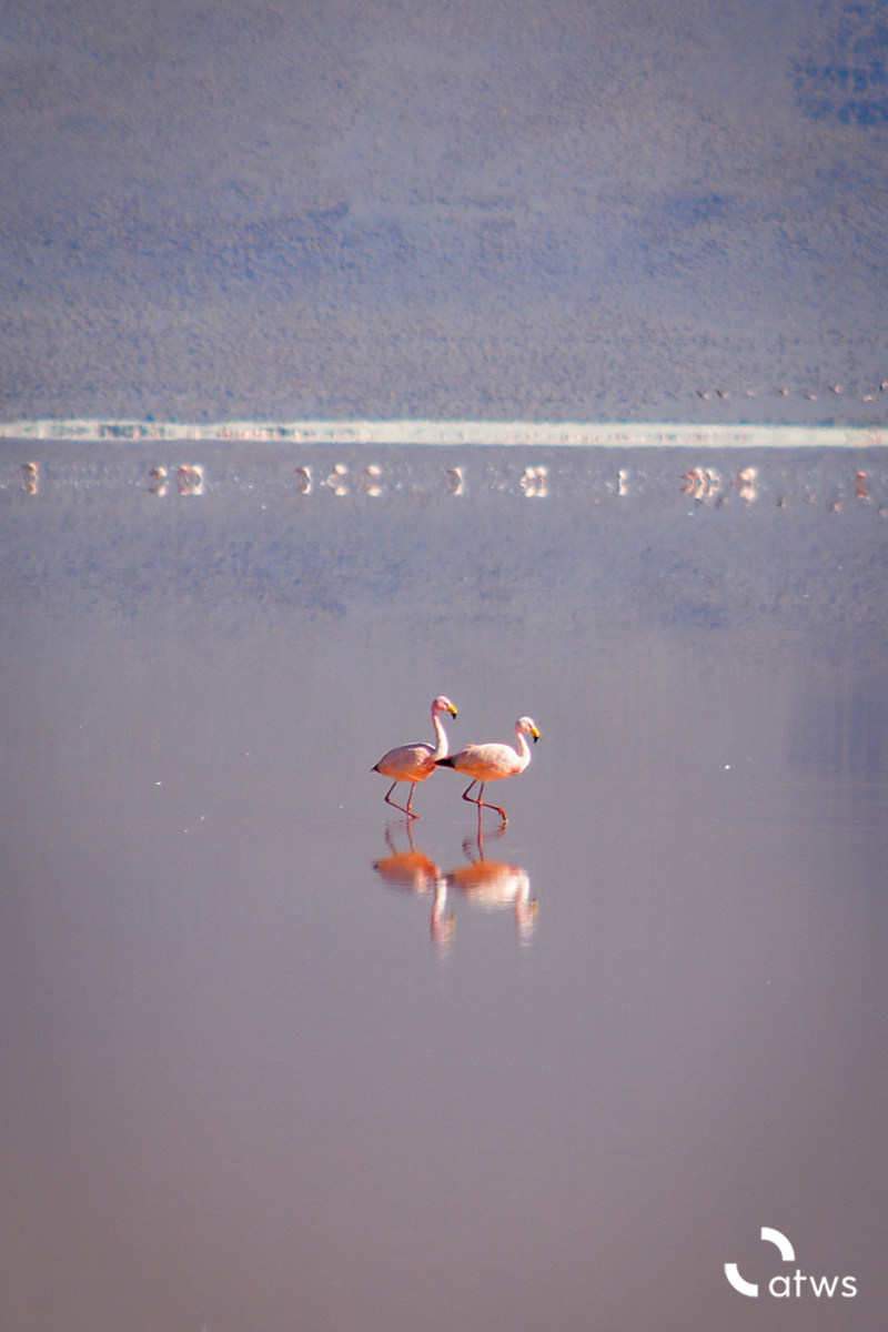 Mirrored Flamingos 2