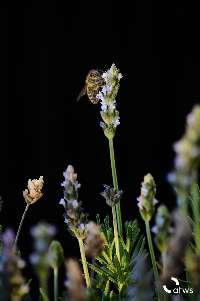 Abeja en cuarentena