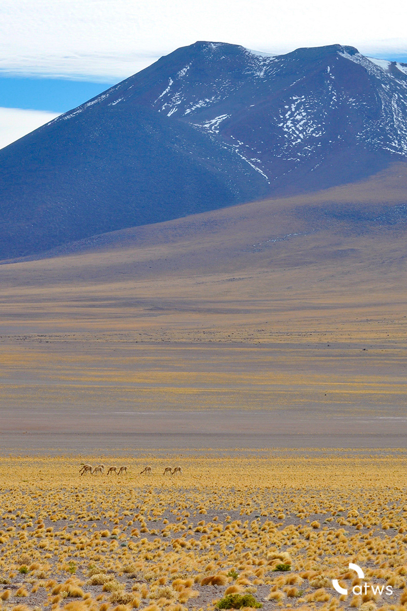 Vicuñas a la distancia