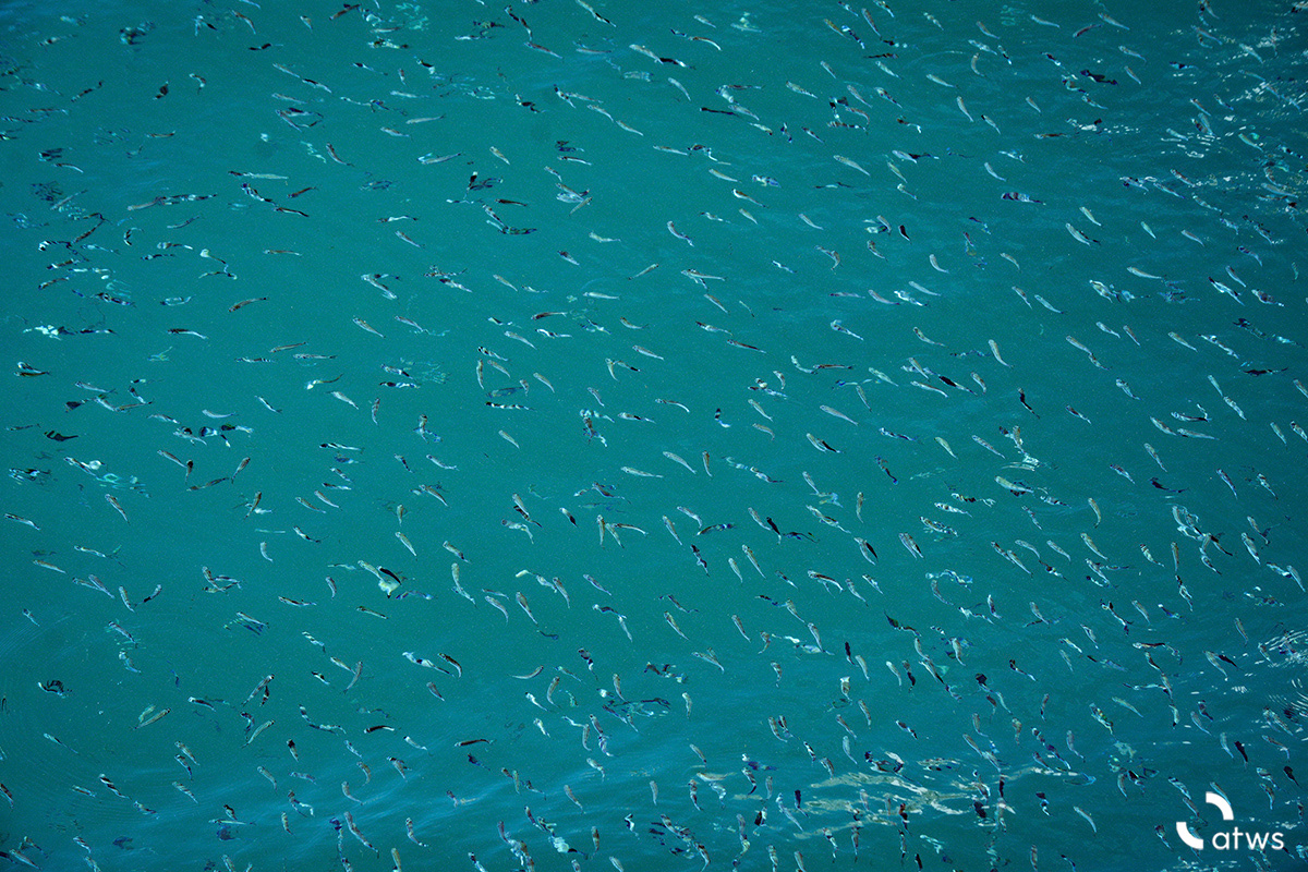 Pecesitos australianos 2