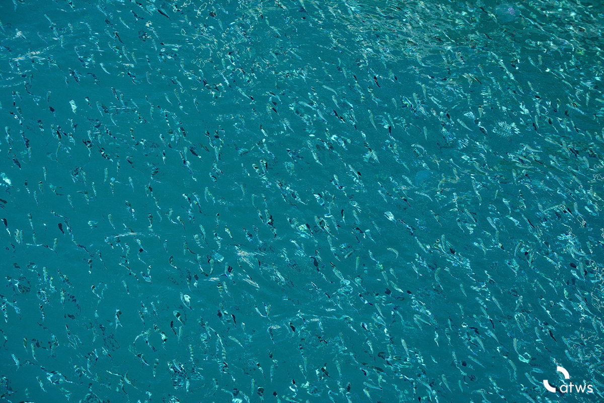 Pecesitos australianos 2