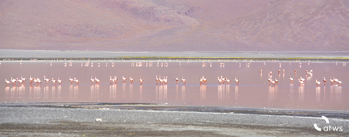 Manada de Flamingos