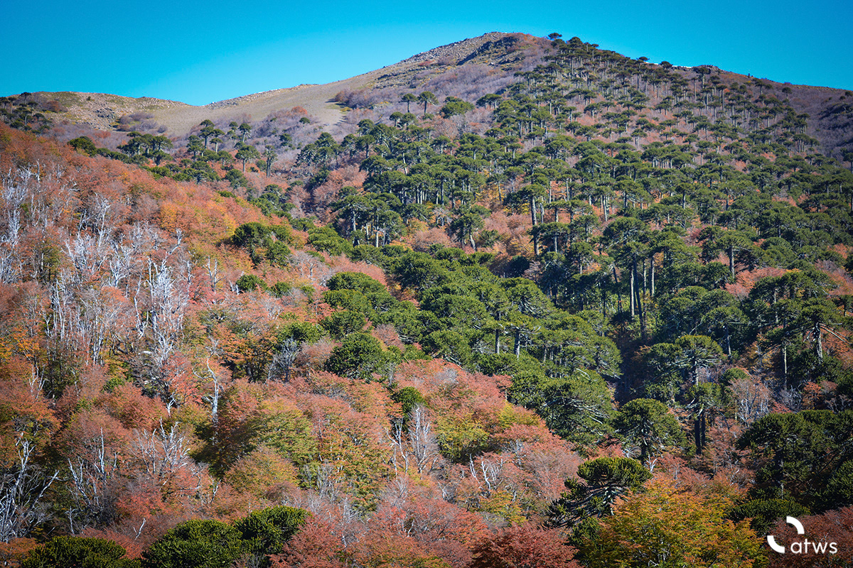 Bosque de araucarias en otoño 2
