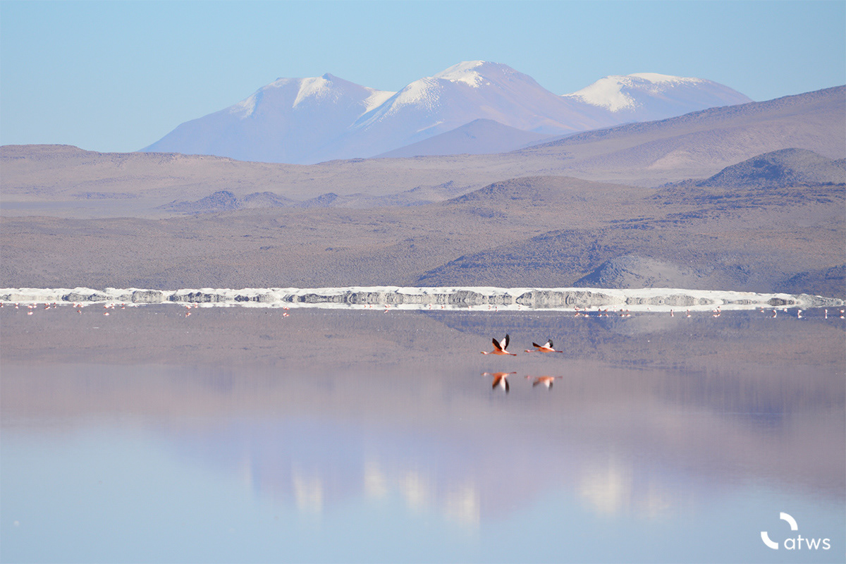 Mirrored Flamingos