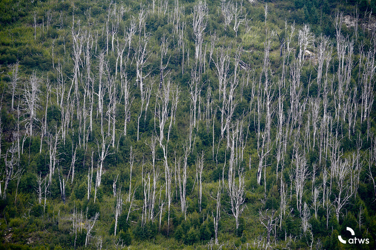 Texturas de la Patagonia