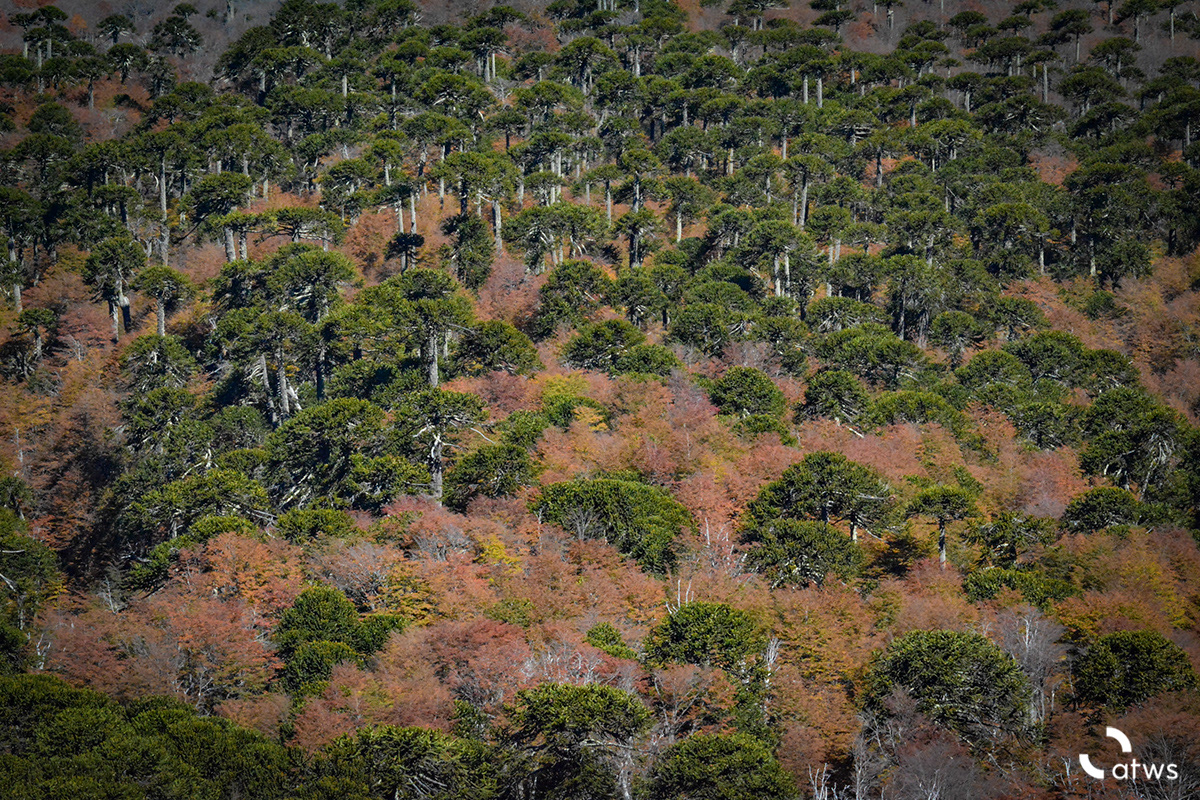 Texturas de otoño 2
