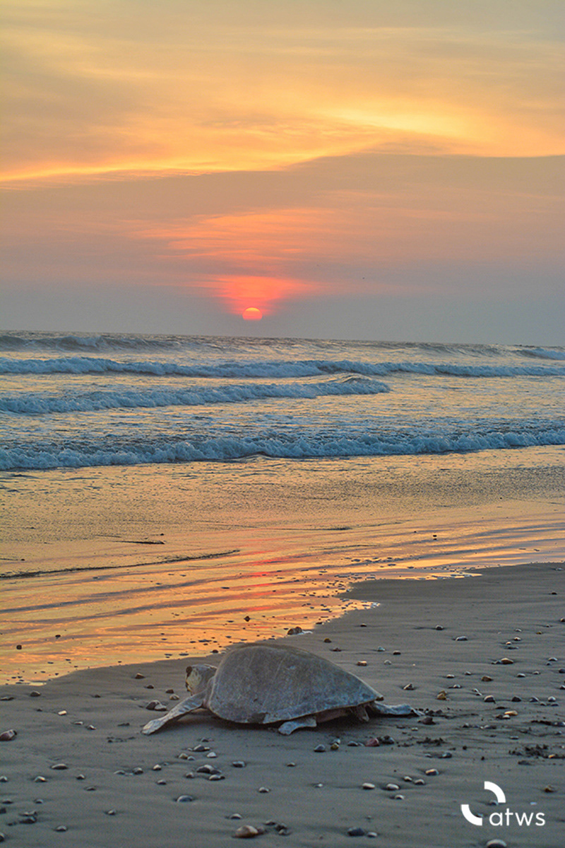 Tortuga al atardecer