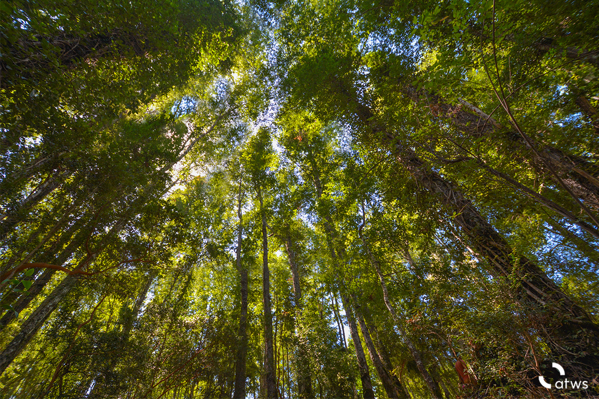Bosque en Chile desde abajo