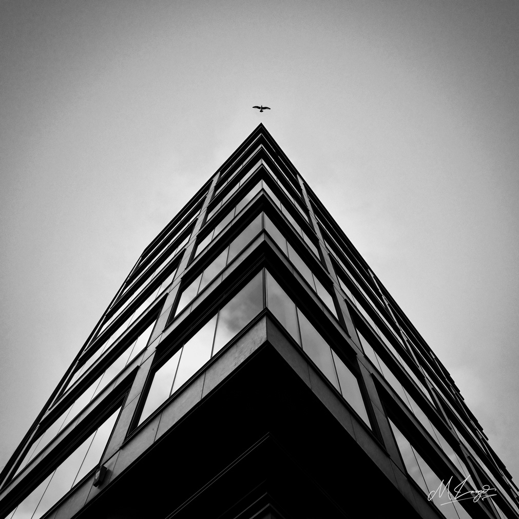 The Way The Crow Flies