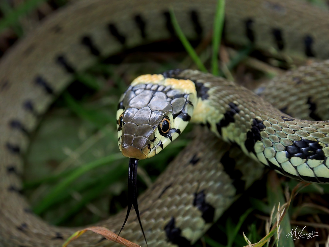 Slither