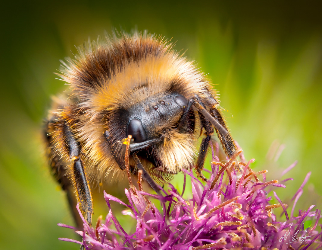 Pollinator II