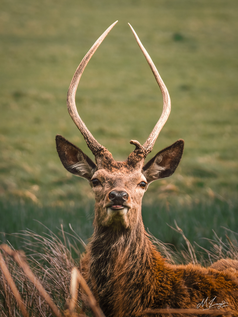 Quiet Majesty