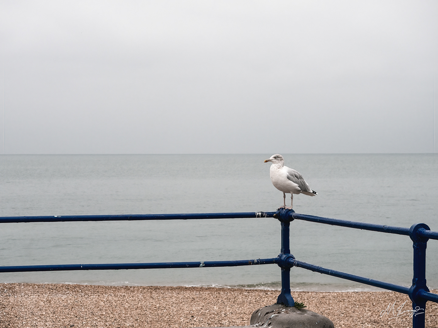 The Seagull’s Watch