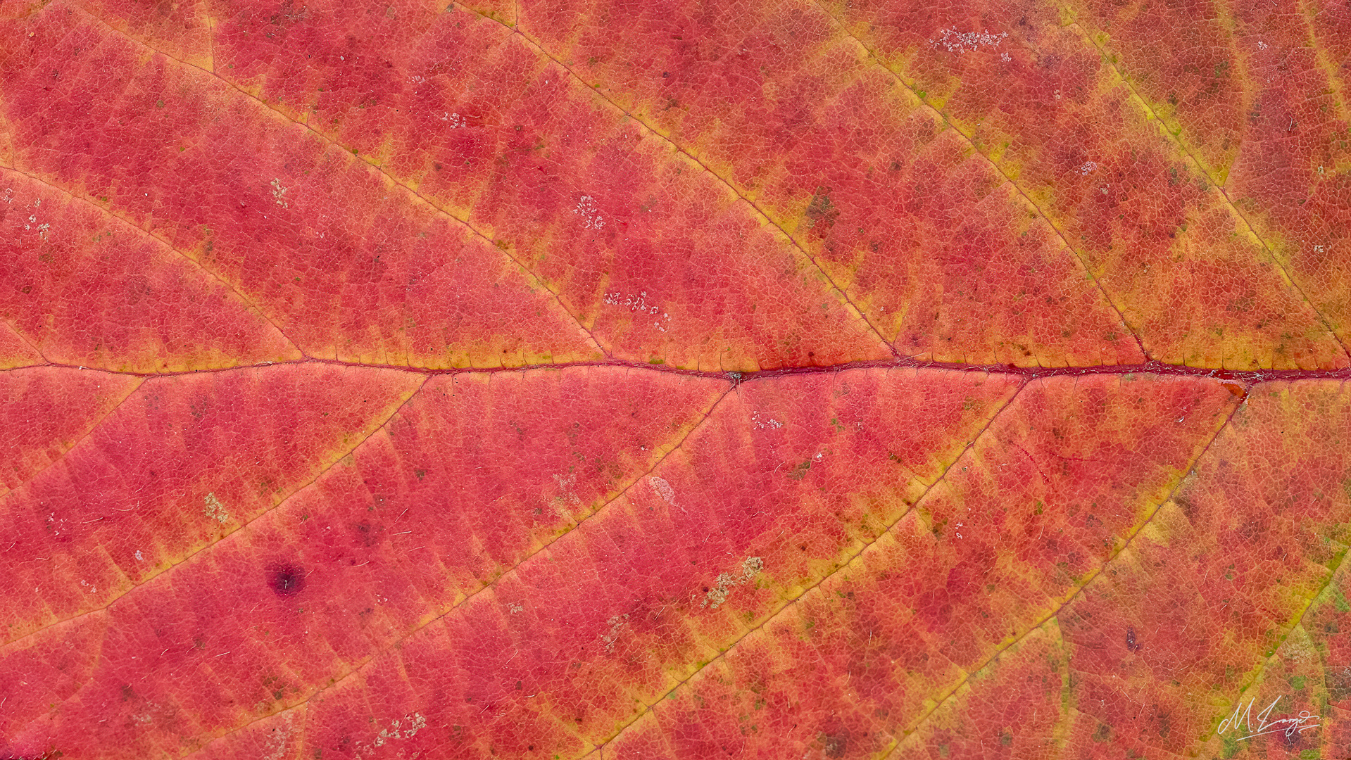 Veins of Autumn
