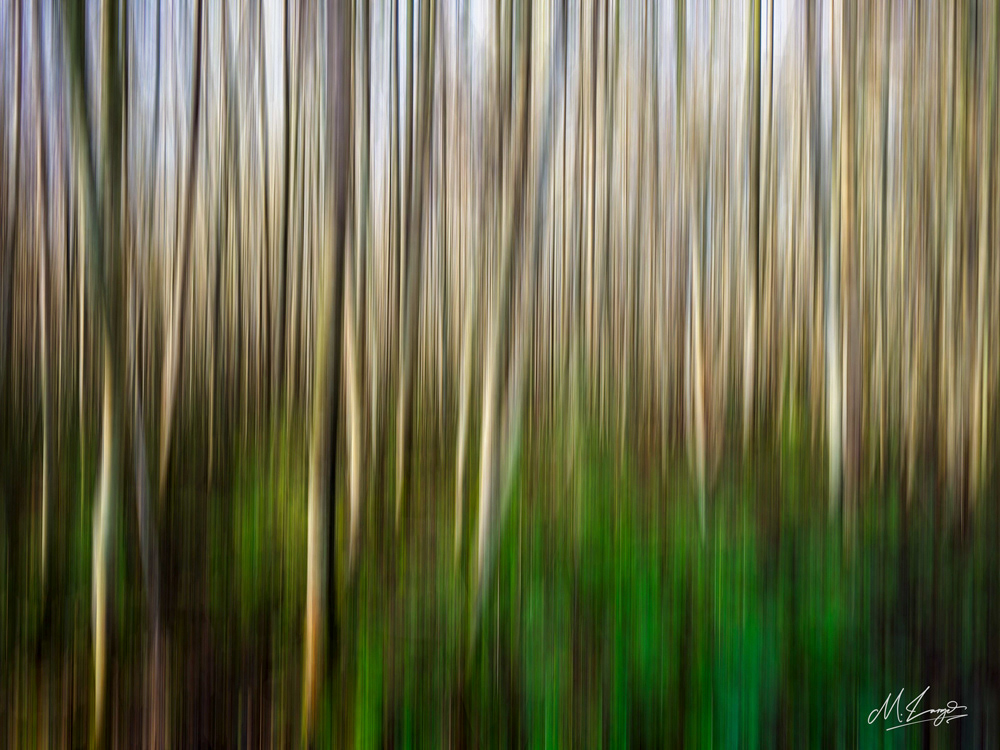 Birch Haze