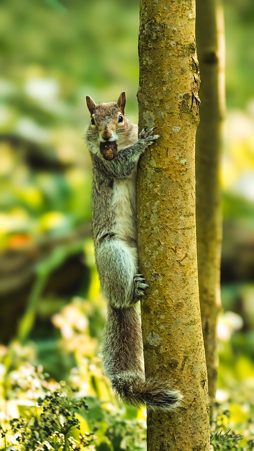 Nut Thief