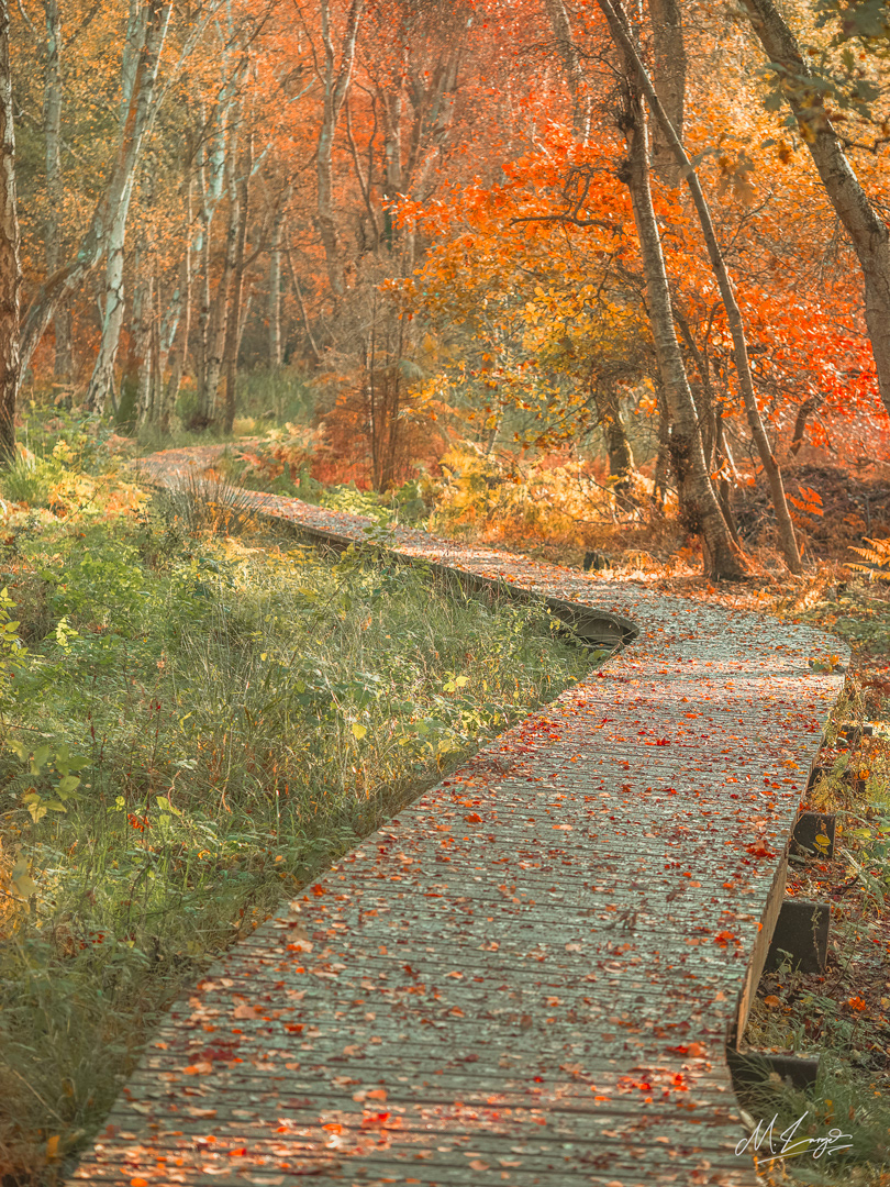 Autumn’s Path