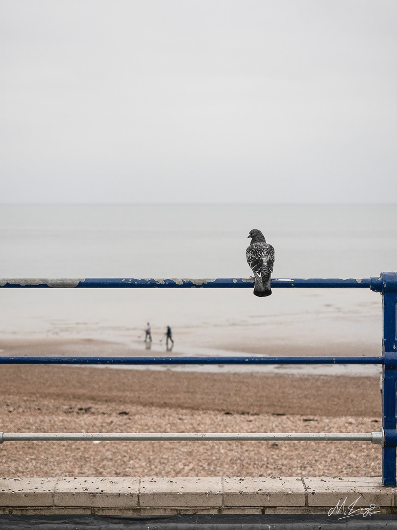 Sentinel of the Shore