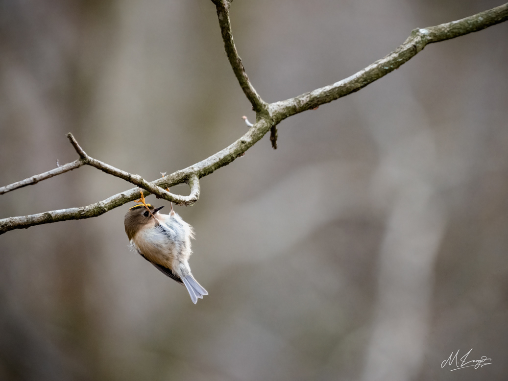 Hanging Around