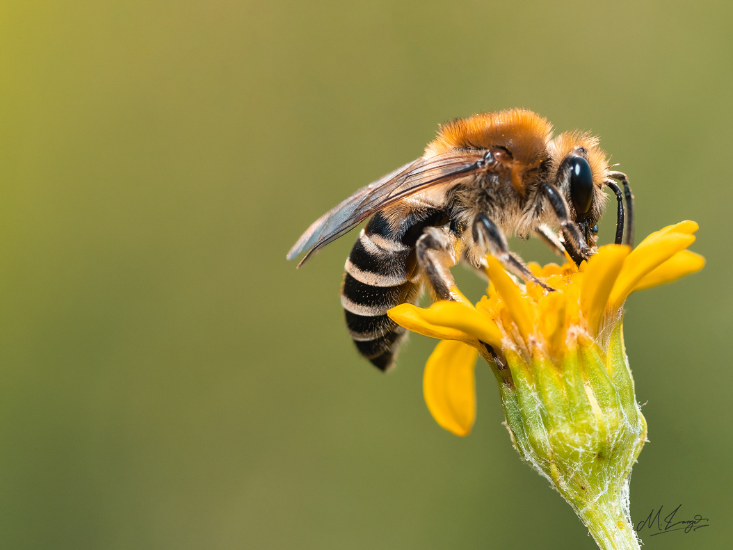 Pollinator