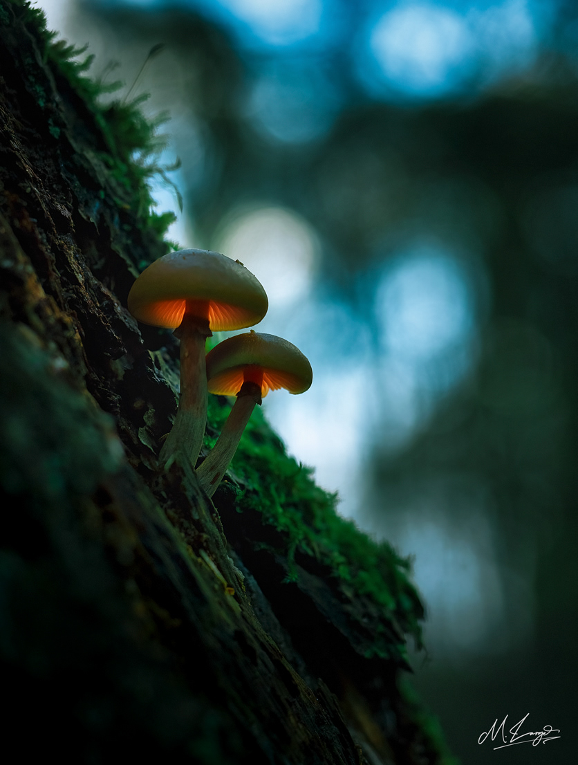Nature’s Nightlights