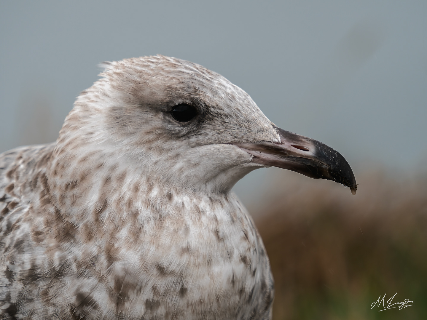 Gaze of the Gull