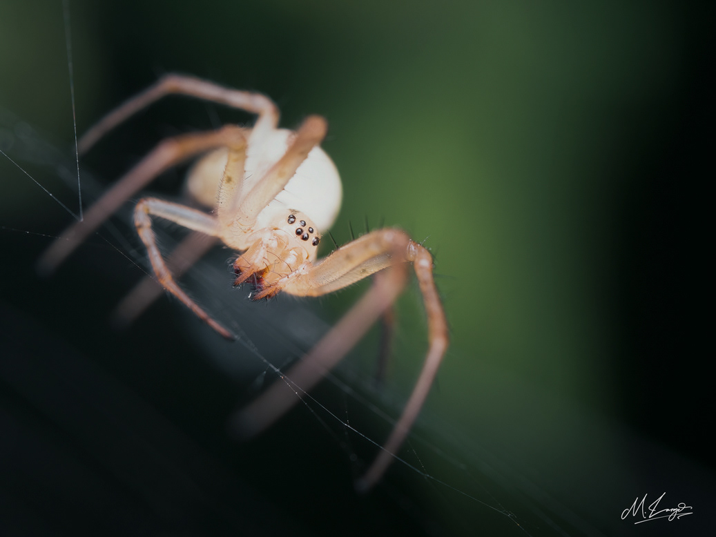 The Web Weaver