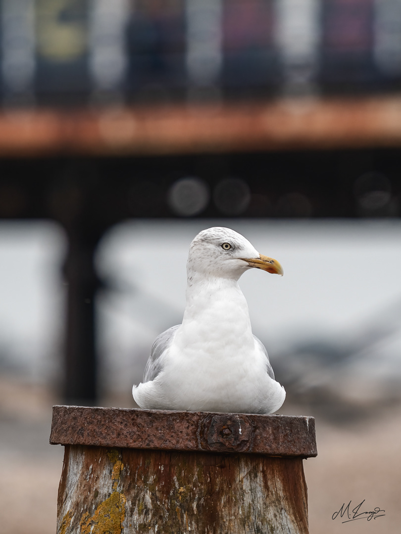 The Pier Watcher