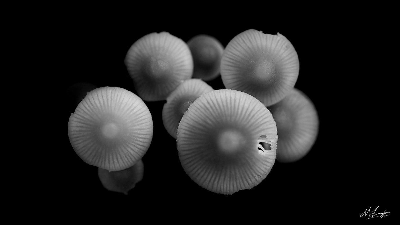 Cluster