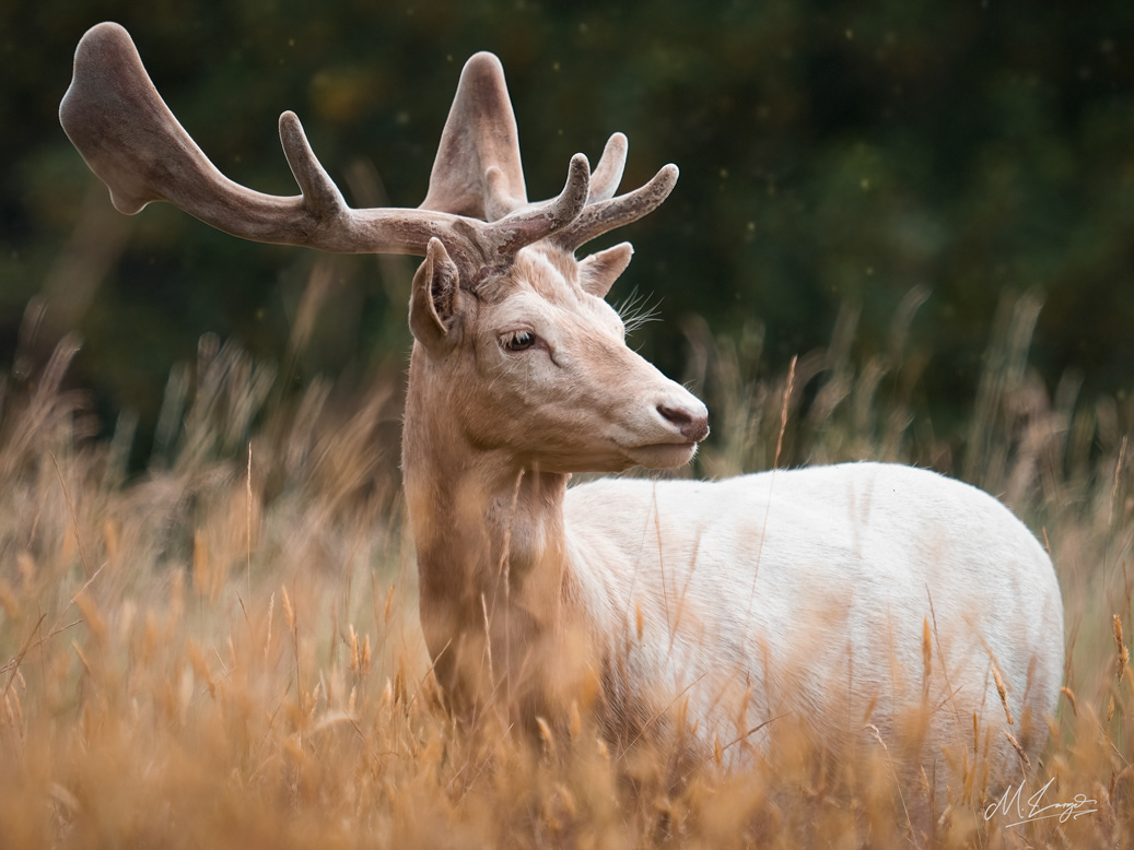 Natures Noble