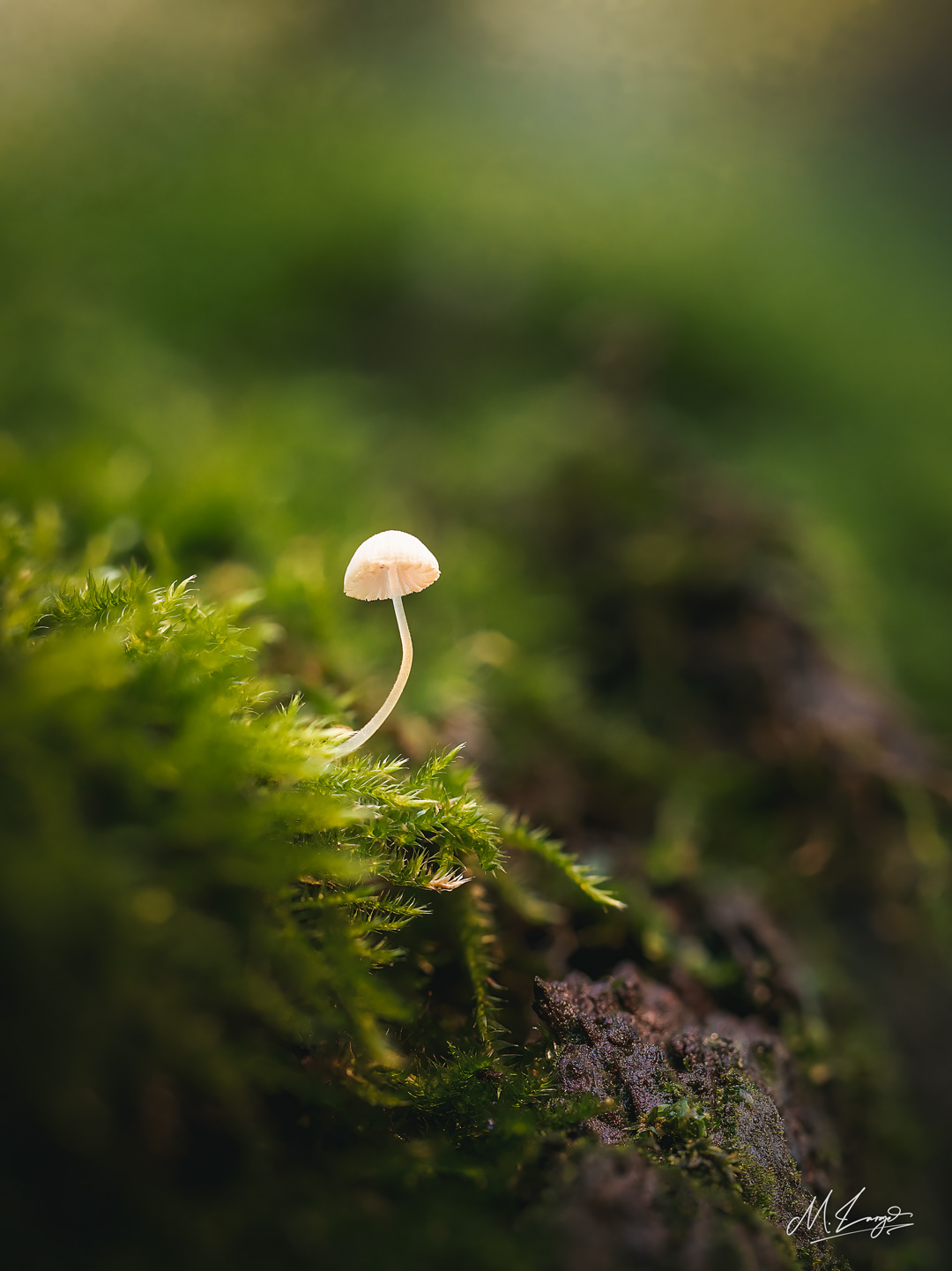 Solitary in the Moss
