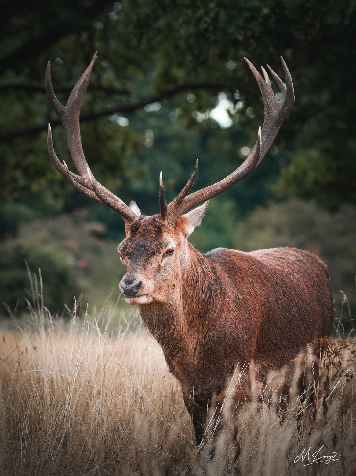The Great Stag