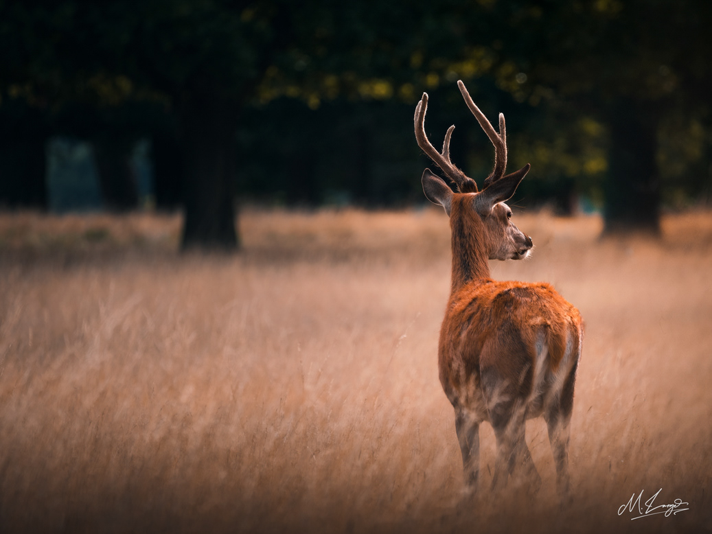 Roaming Beauty