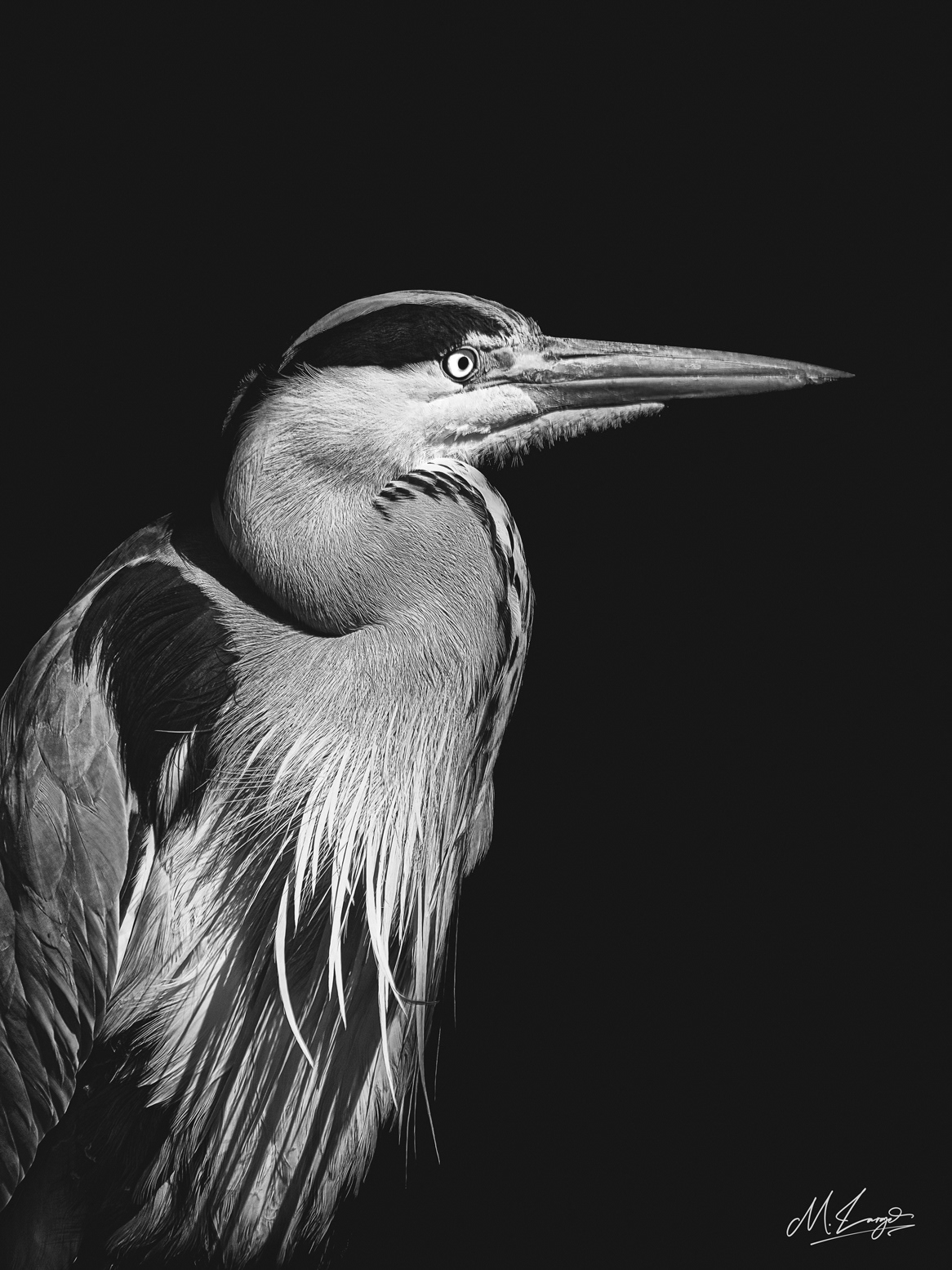 Fisher