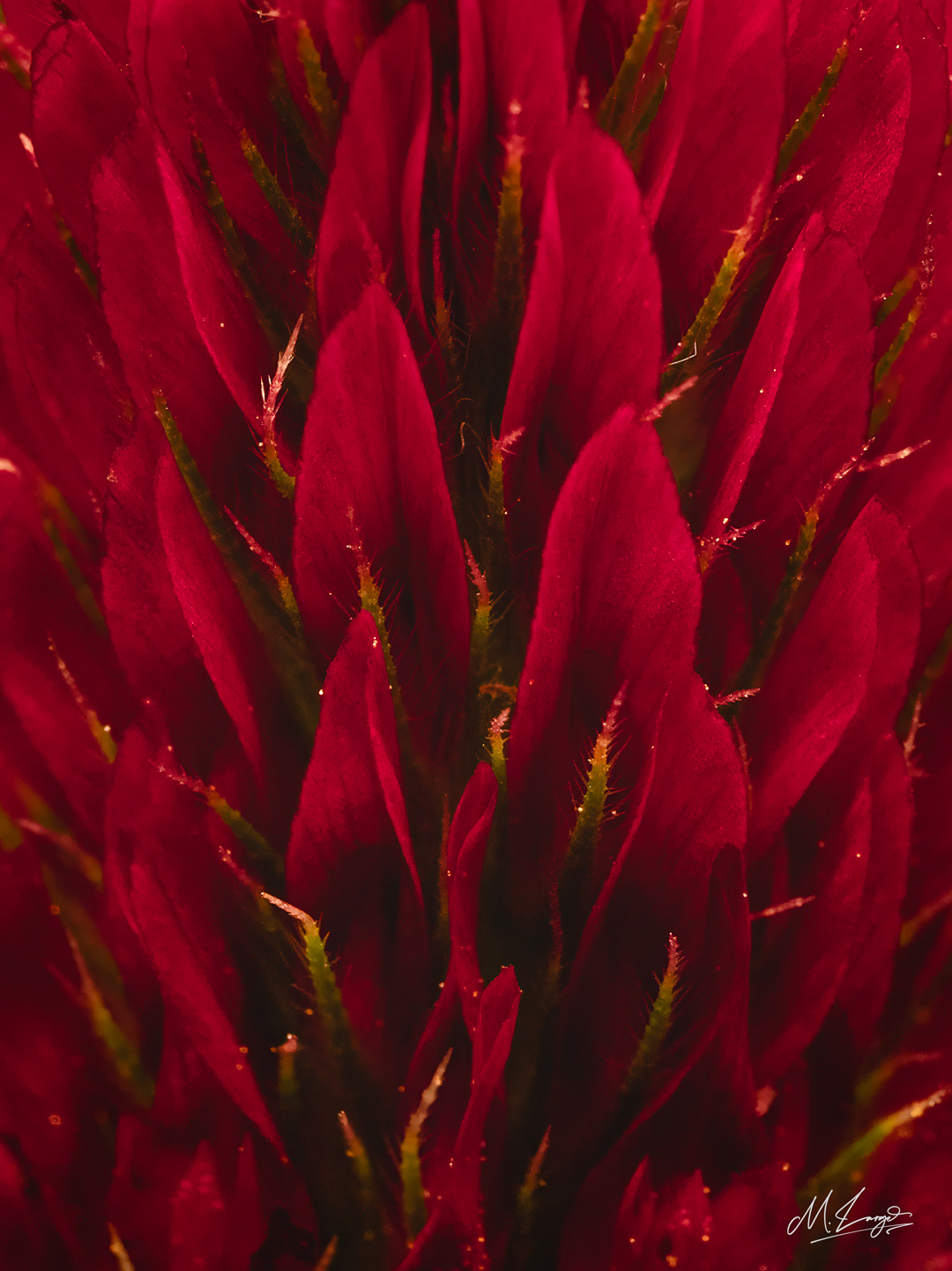 Velvet Fire