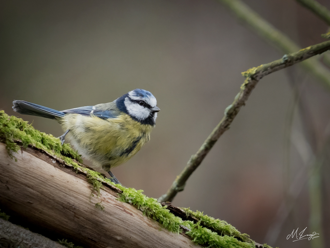 Resting On A Mossy Branch