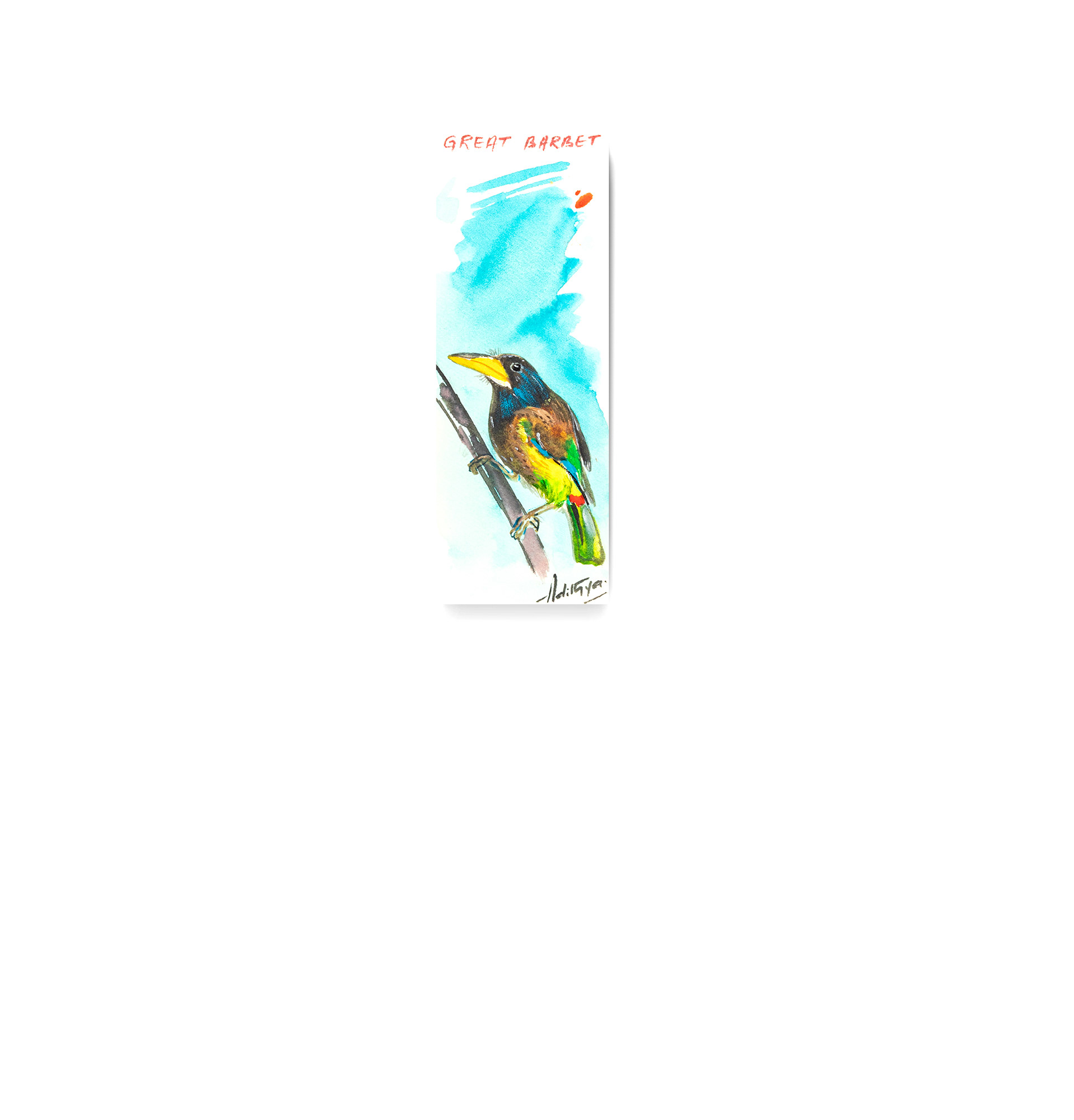 Great Barbet