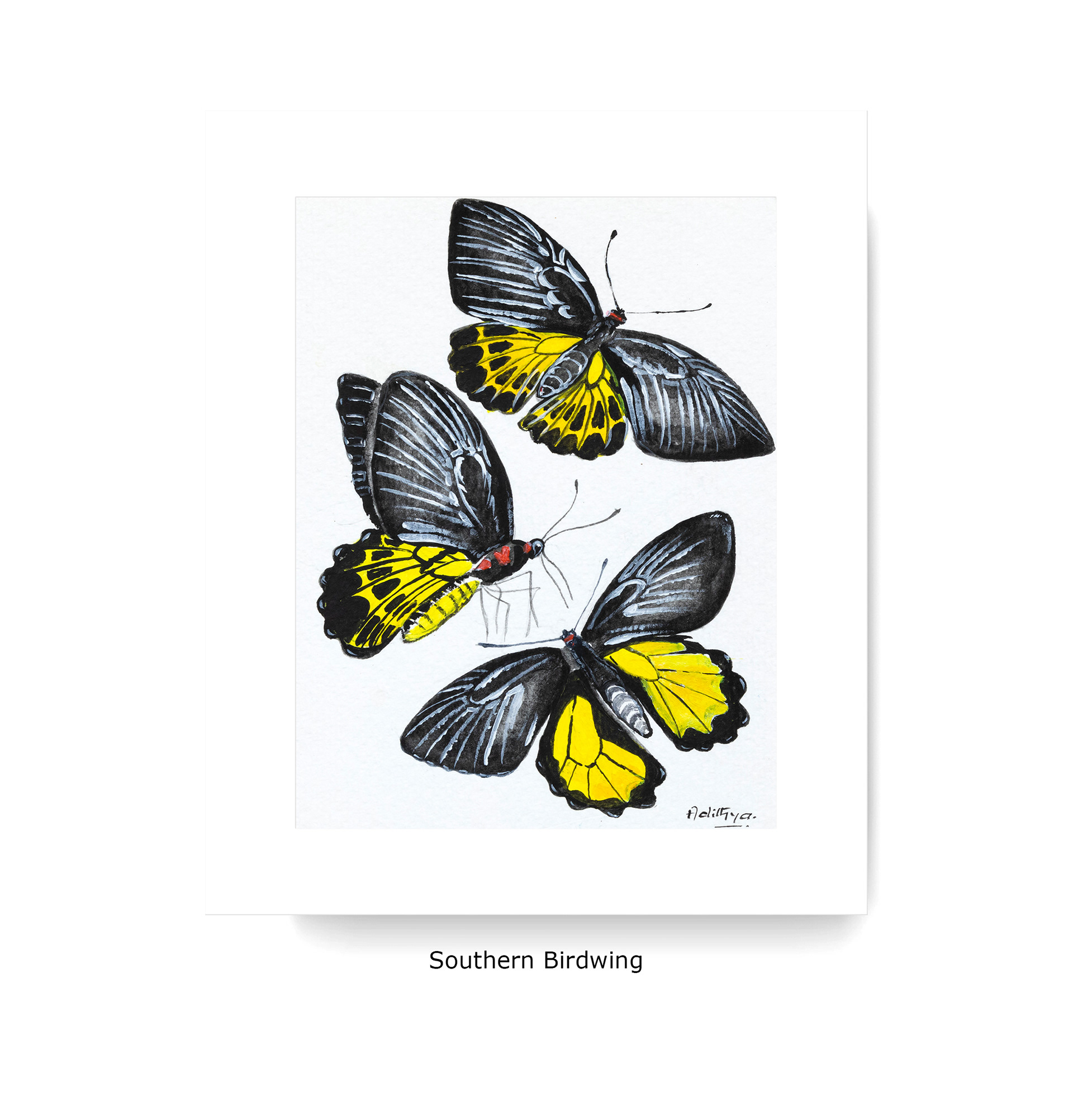 Southern Birdwing