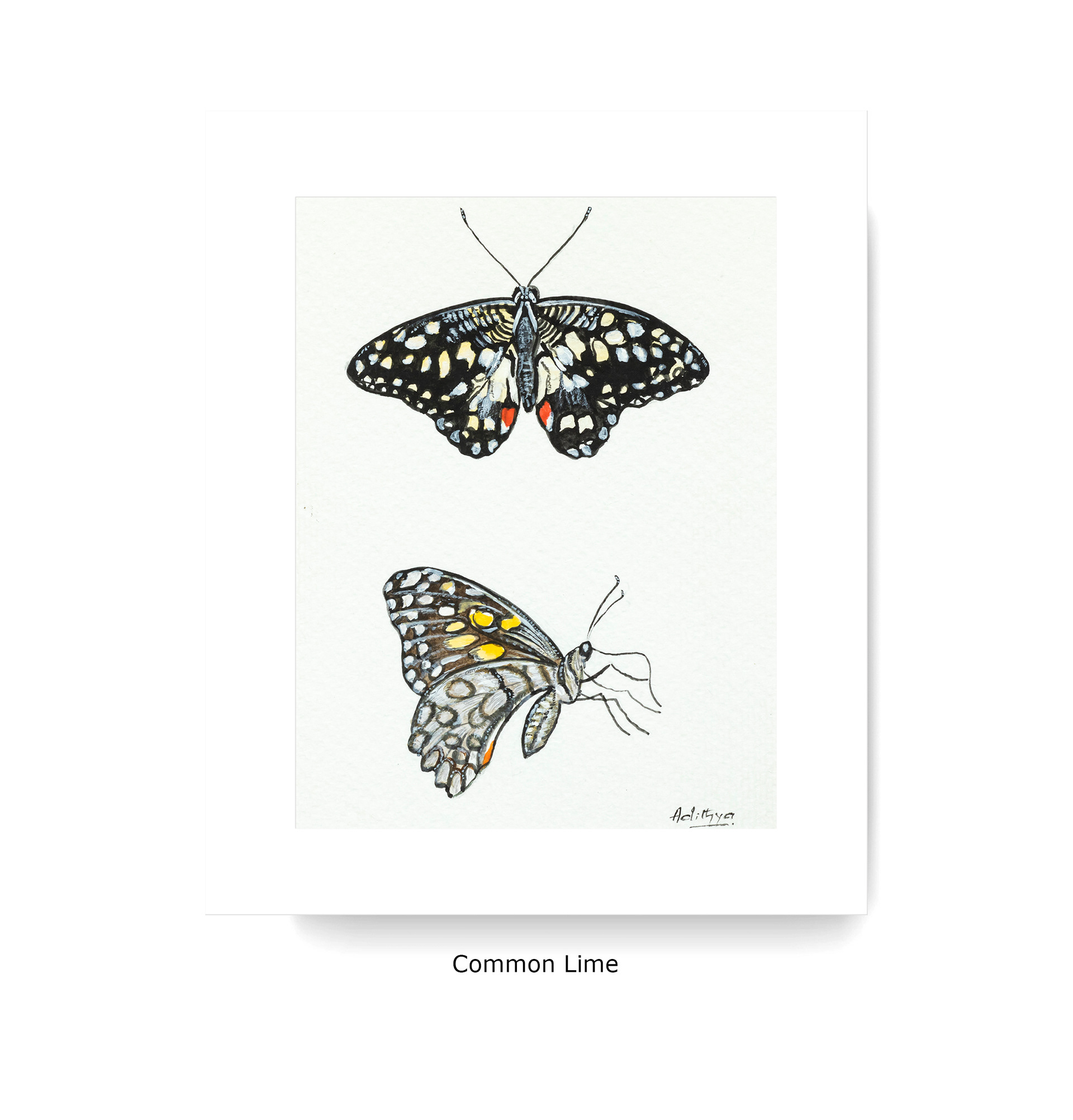 Common Lime