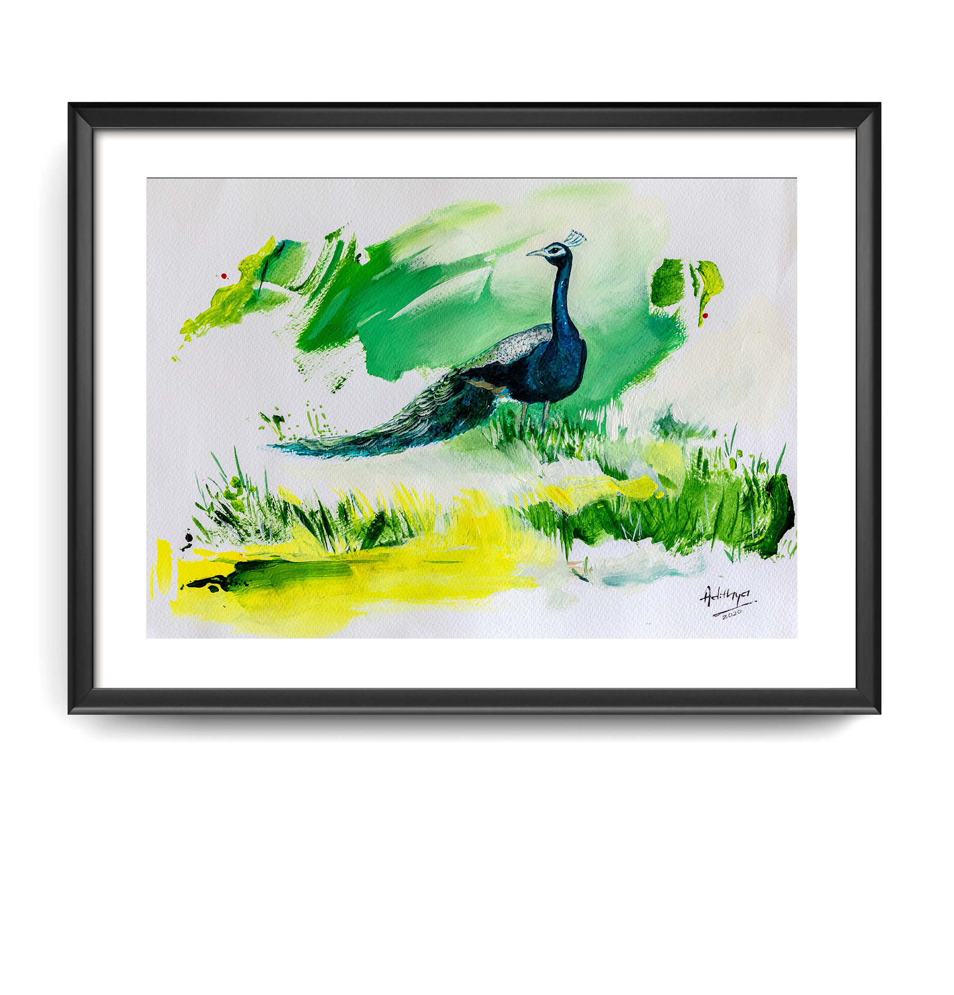 Indian Peafowl