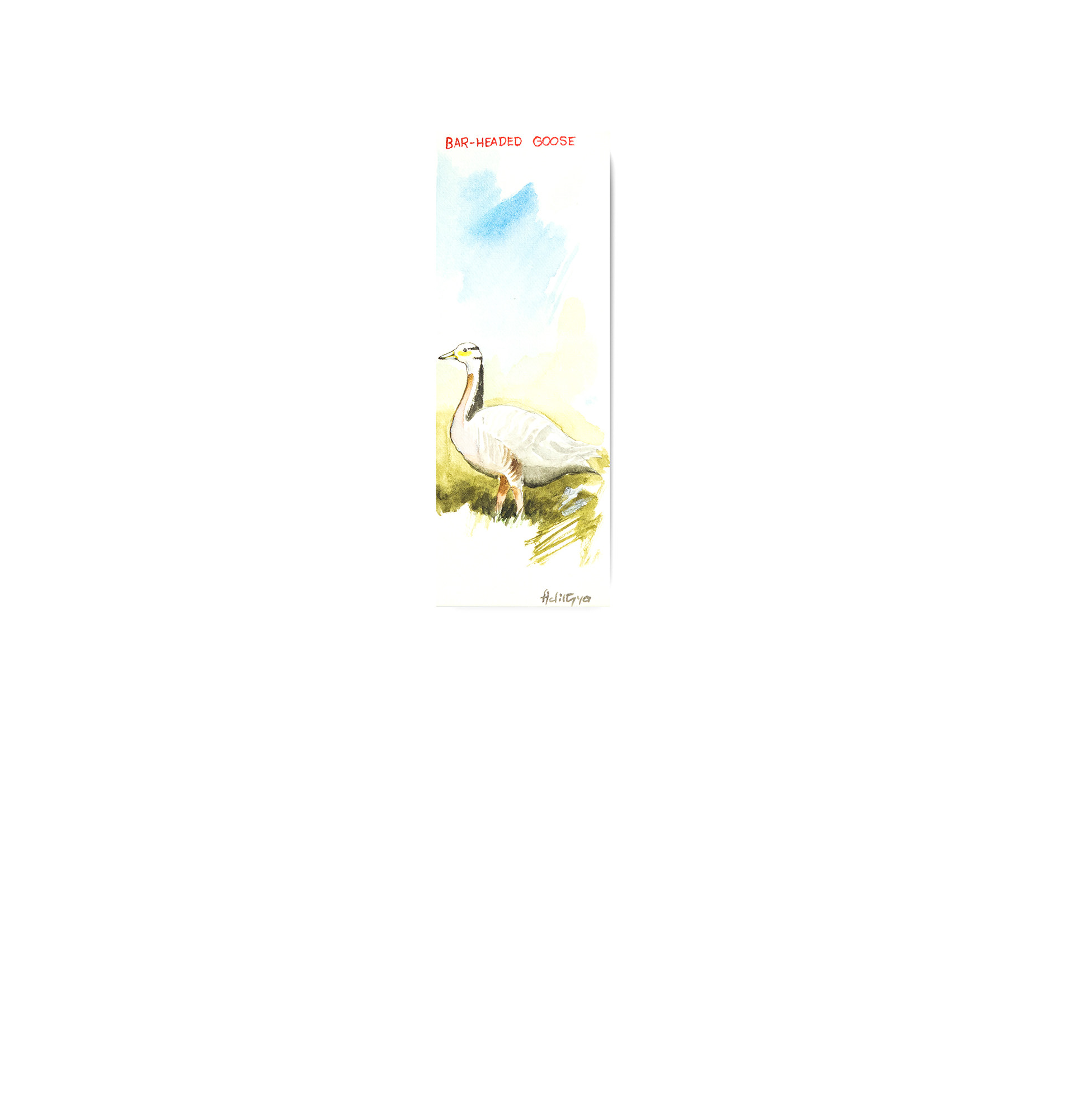 Bar-headed Goose