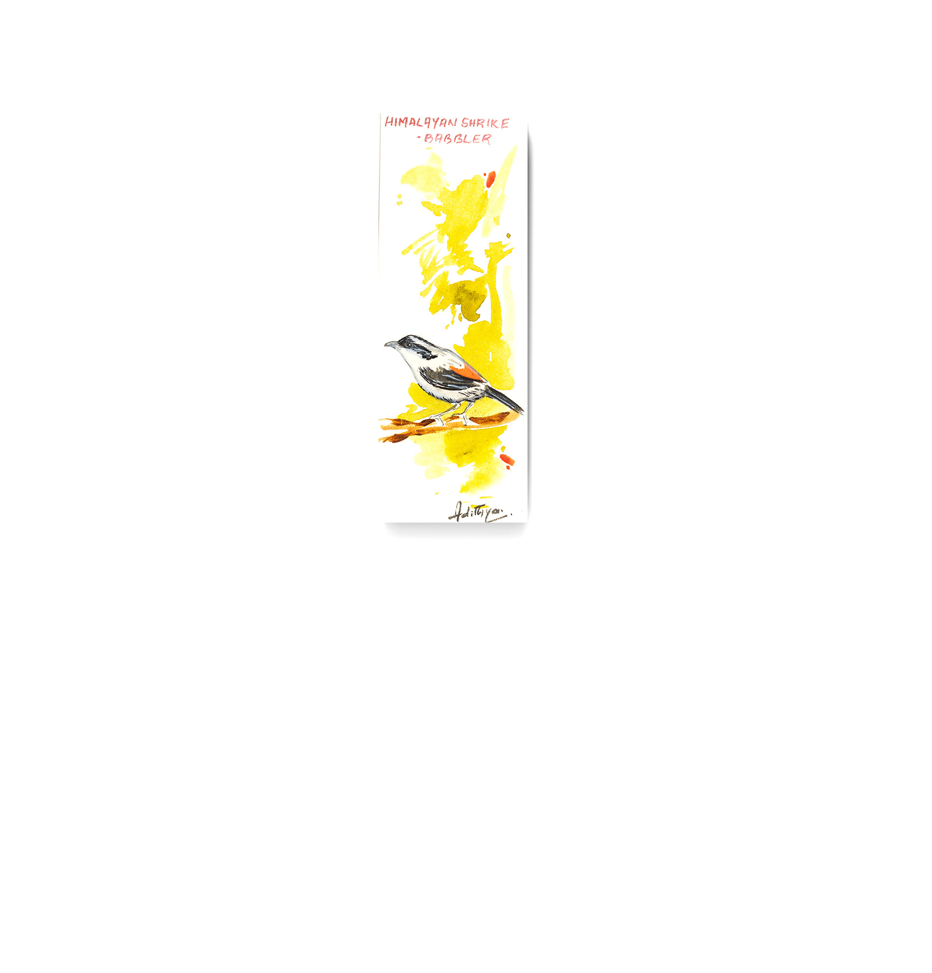 Himalayan Shrike-babbler