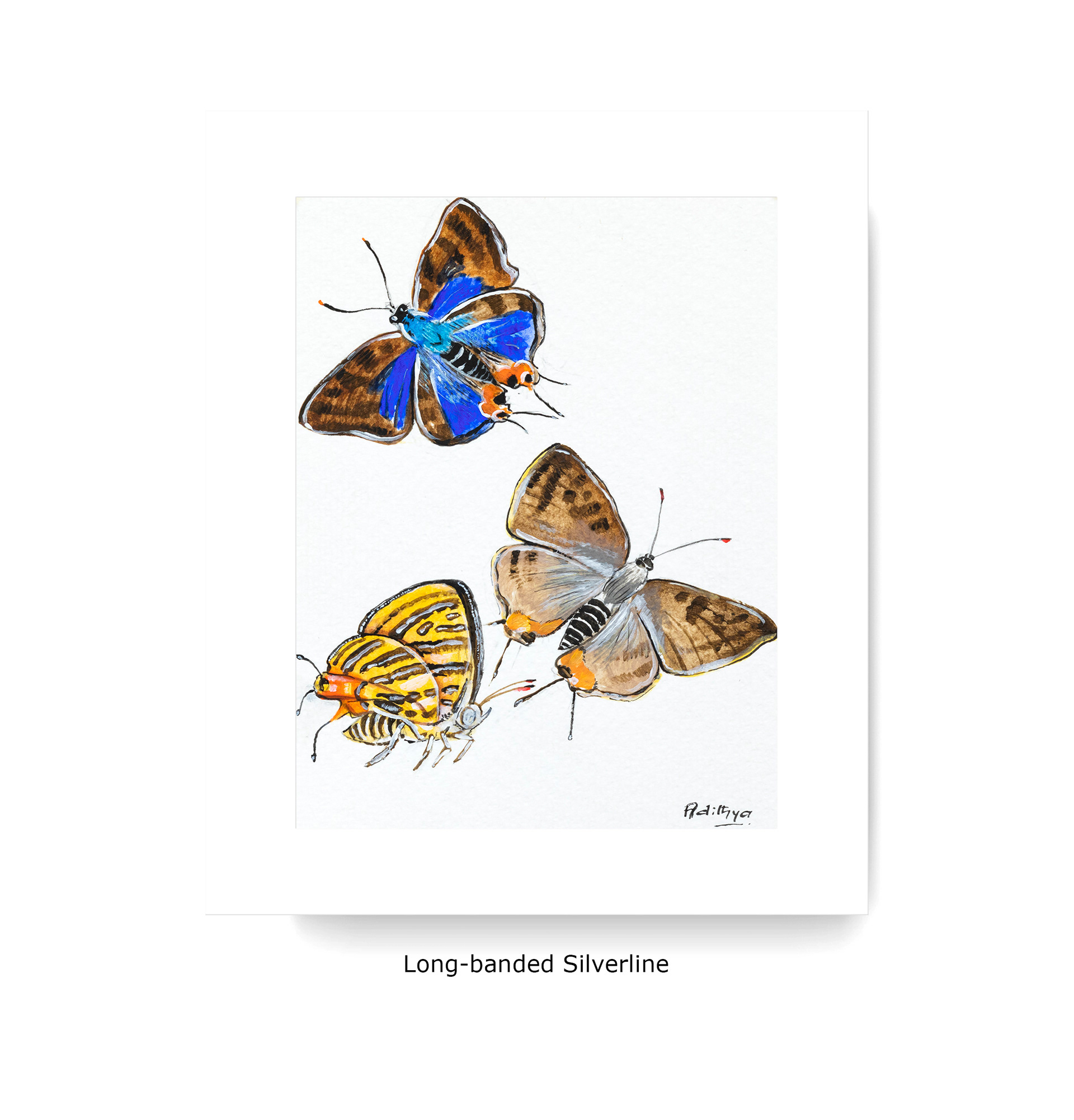 Long-banded Silverline