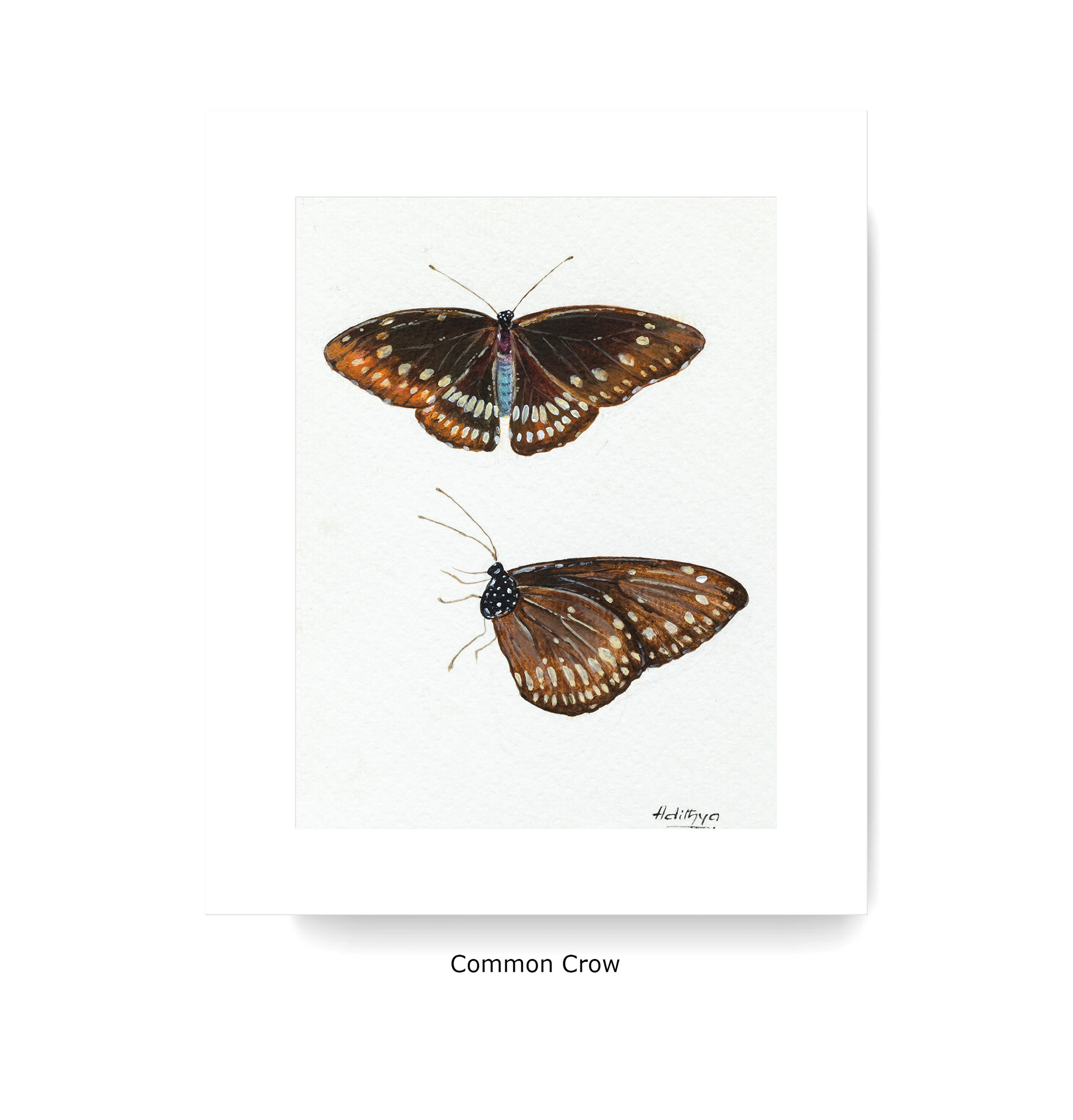 Common Crow