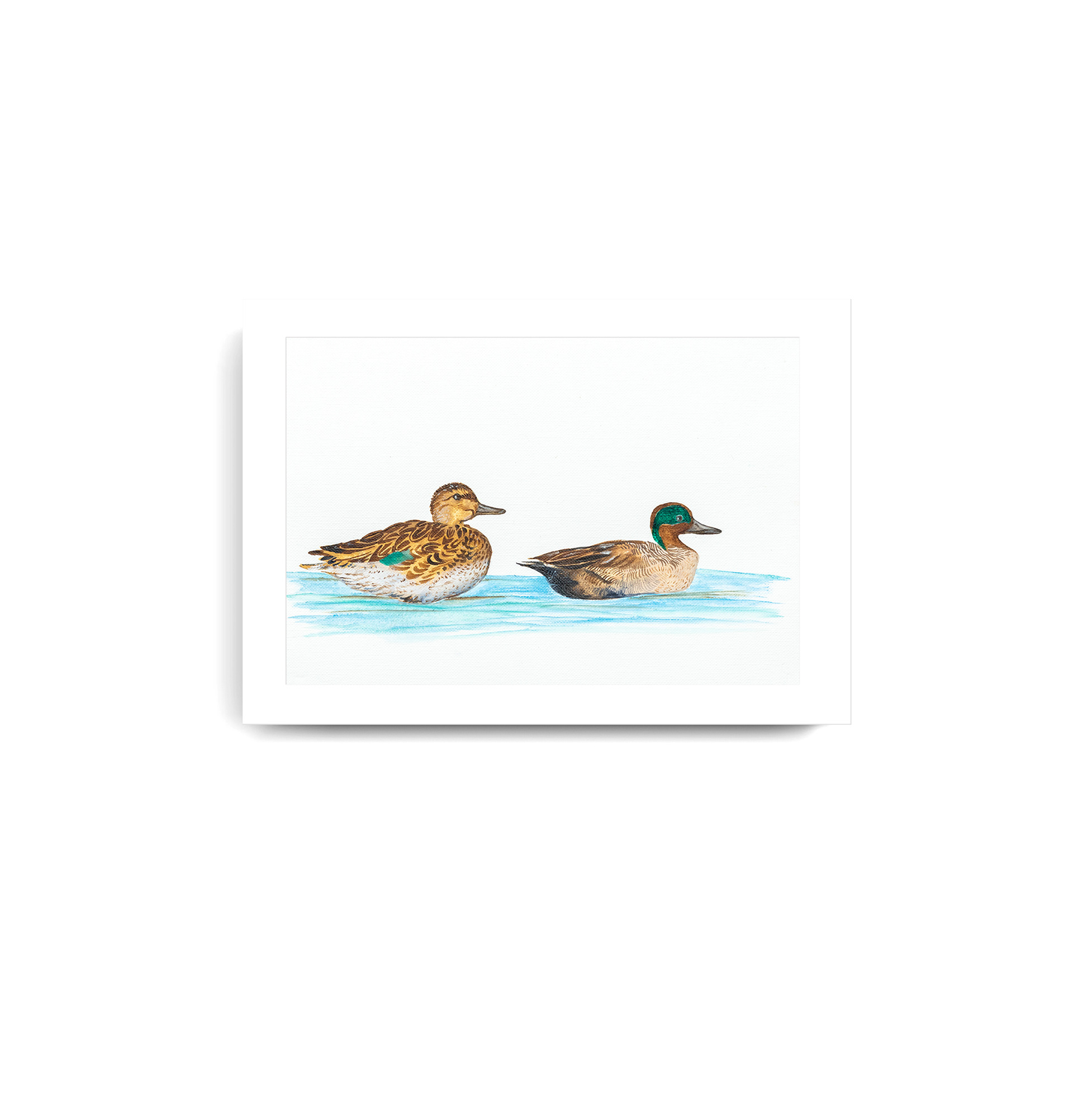Common Teal