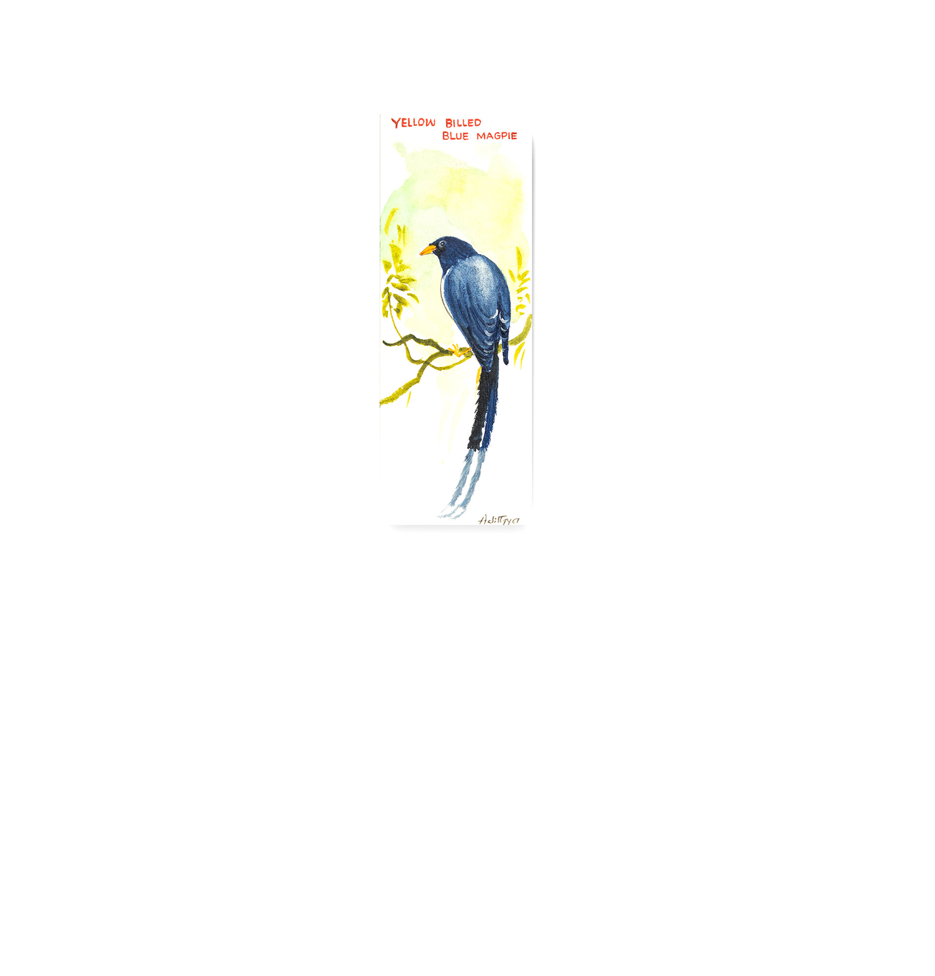 Yellow-billed Blue magpie