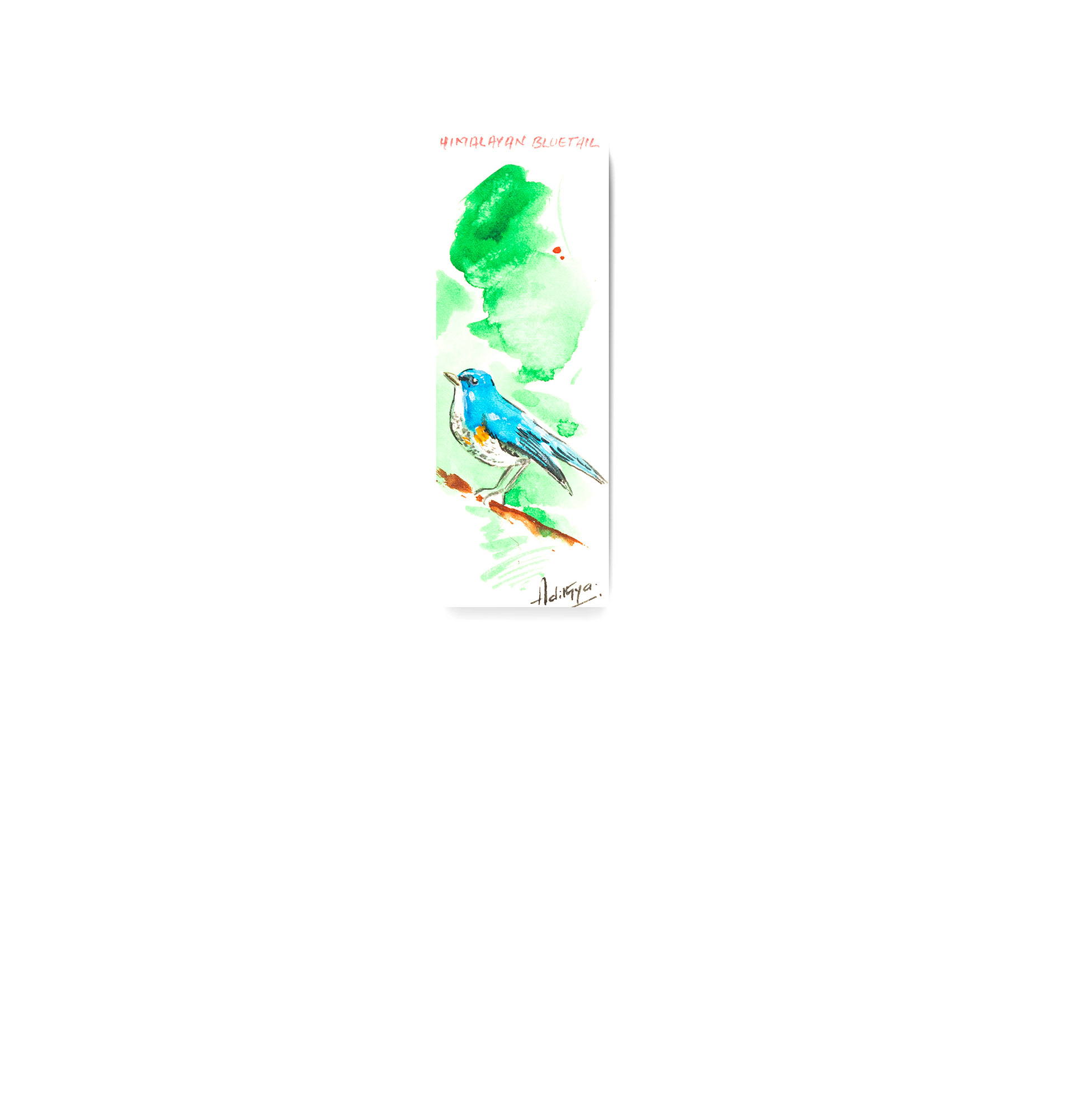 Himalayan Bluetail