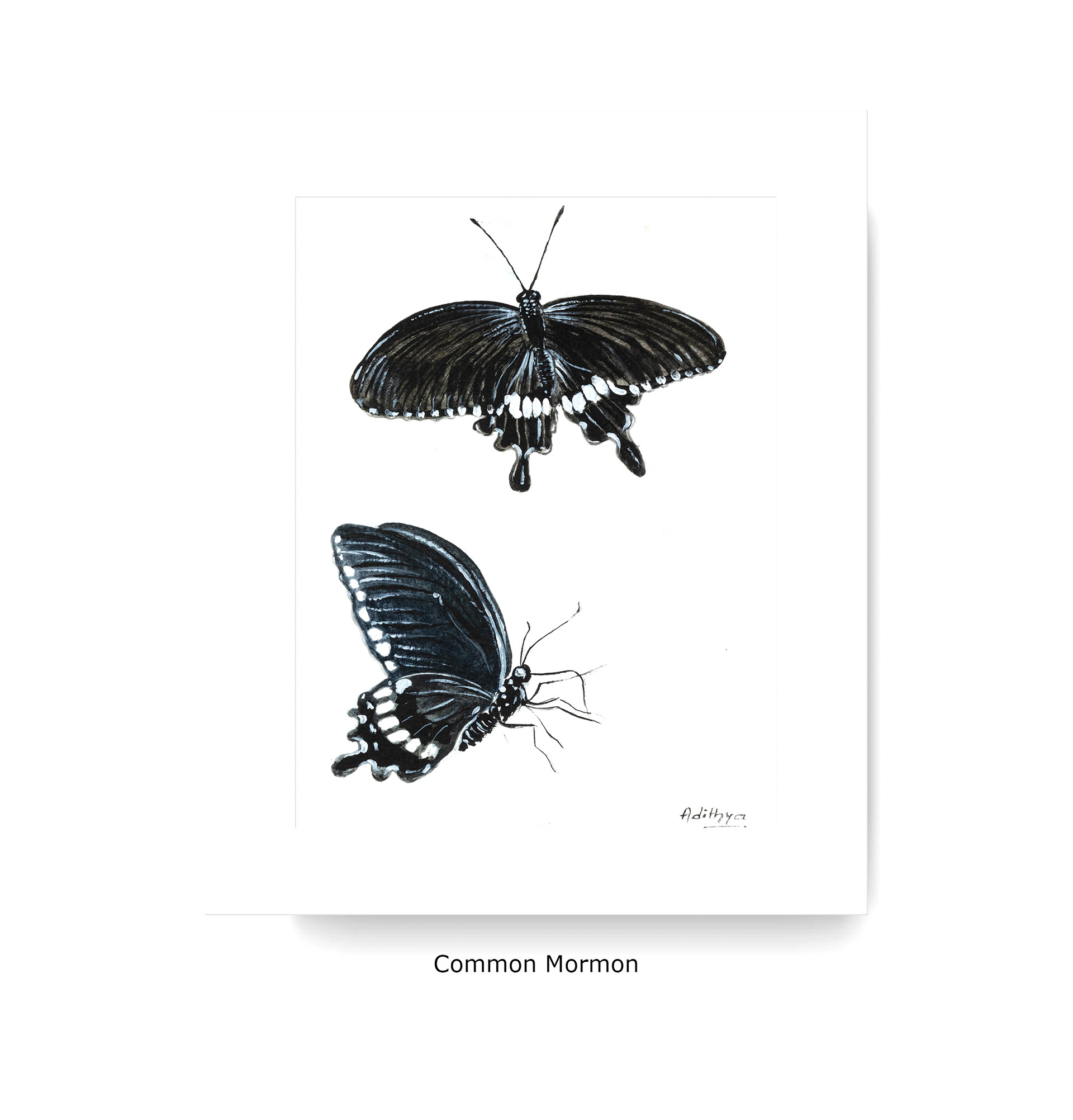 Common Mormon
